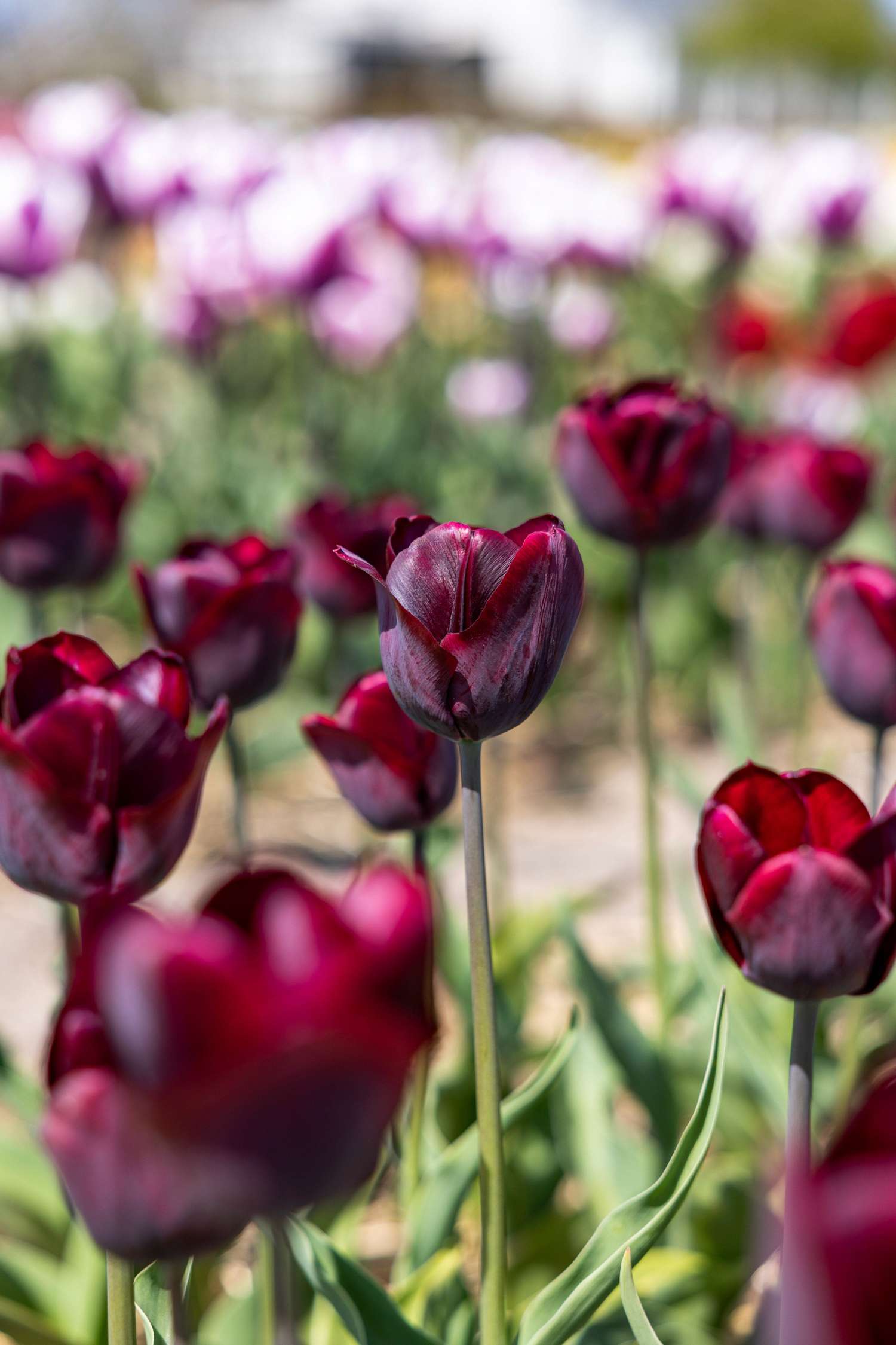 Tulpe 'Ronaldo' - Tulipaner